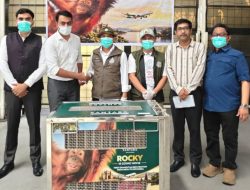 Bayi Orangutan yang Diselamatkan di India Dipulangkan ke Indonesia, Lima Lainnya Menyusul